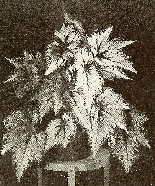 B. ‘Robert George’